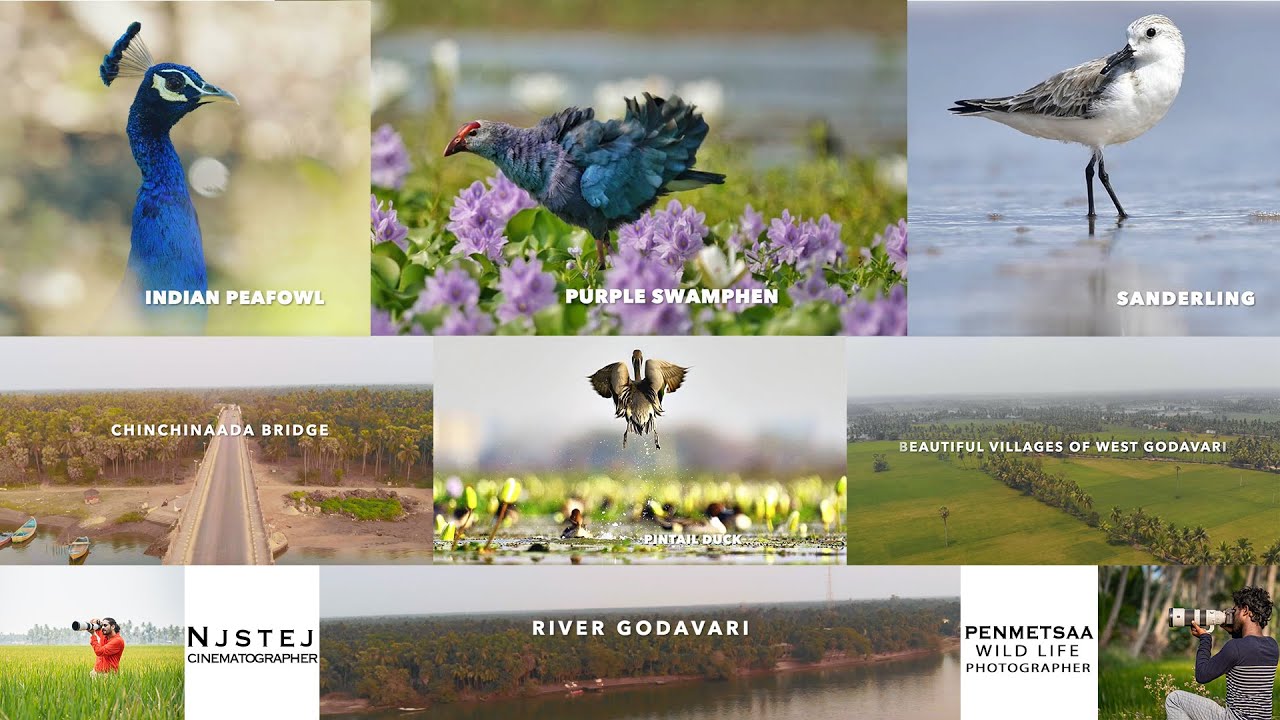 Natural Beauty of West Godavari district | Cinematic video | Wildlife photography