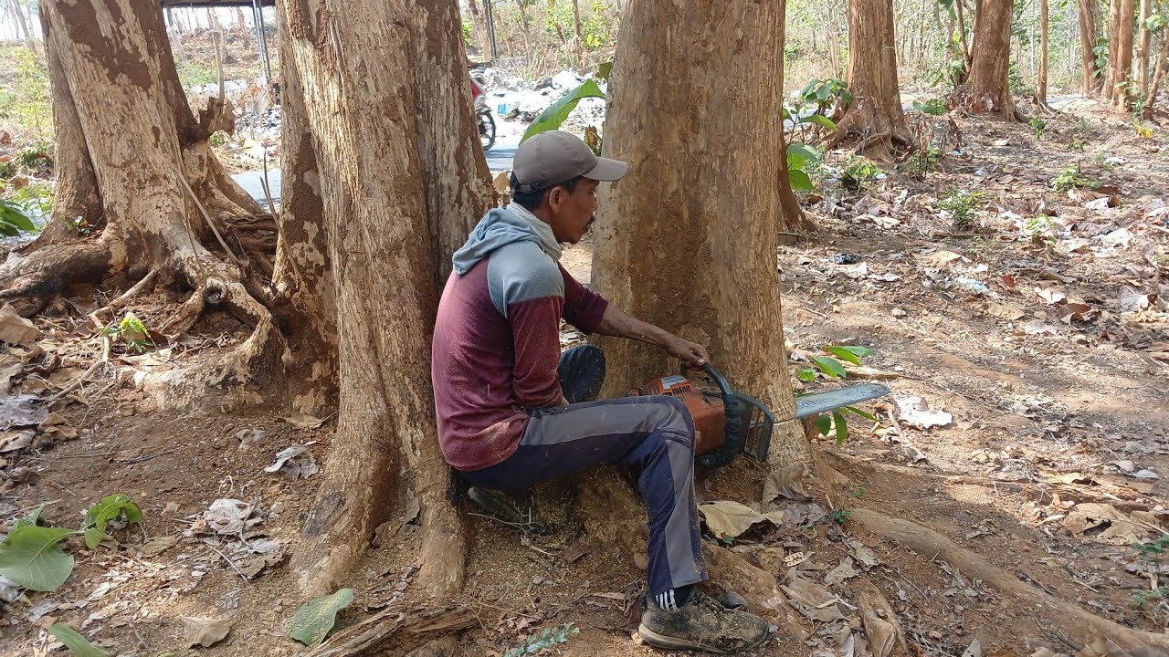 LIKE BROTHERS AND TWIN TEAK WOODS ON THE ROADSIDE