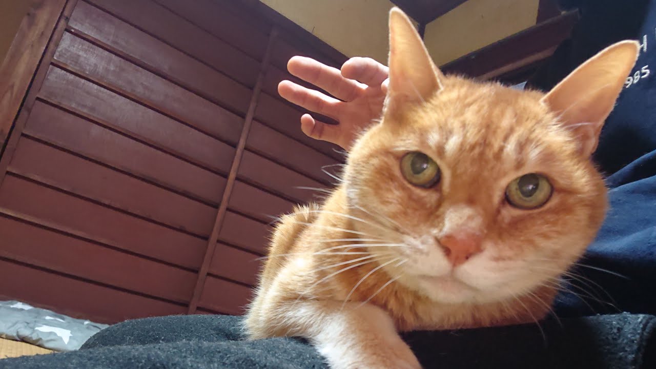 休みの日の夕方のライブ配信中！