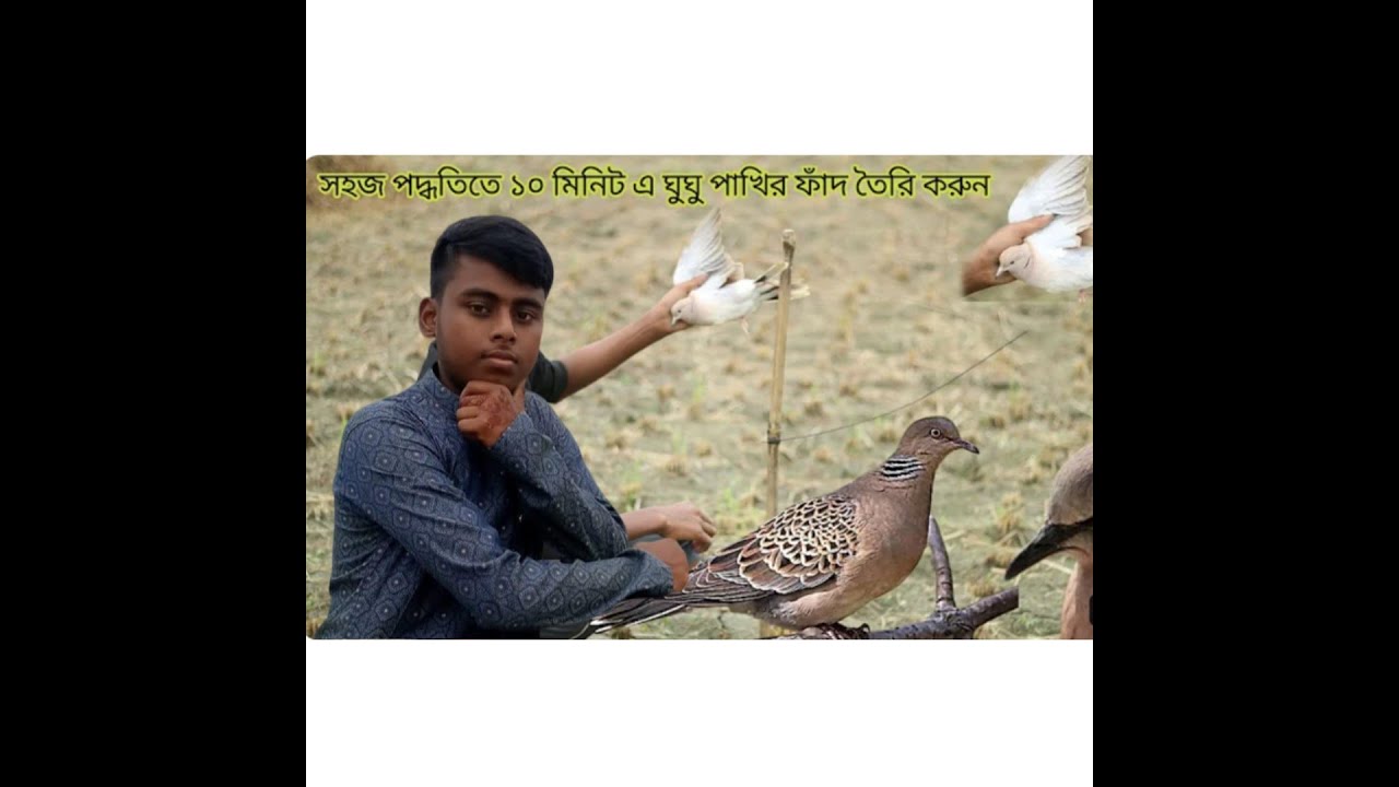 ফাঁদ দিয়ে ঘুঘু পাখি শিকার | ঘুঘু ধরার সহজ ফাঁদ | Dh Group | gugu pakir fad | Dove bird easy trap |