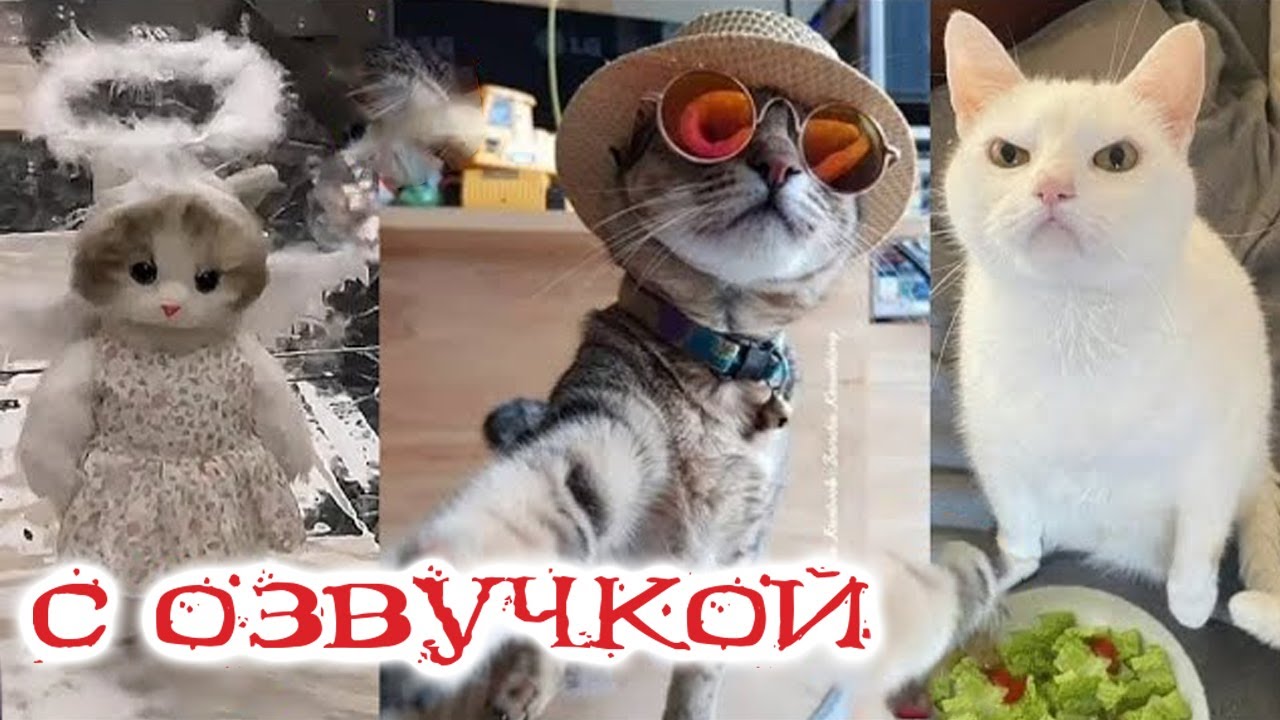 Приколы с котами! ЭТО НЕ МЫ, ХОЗЯИН! Смешные коты С ОЗВУЧКОЙ!   Самые Смешные животные!