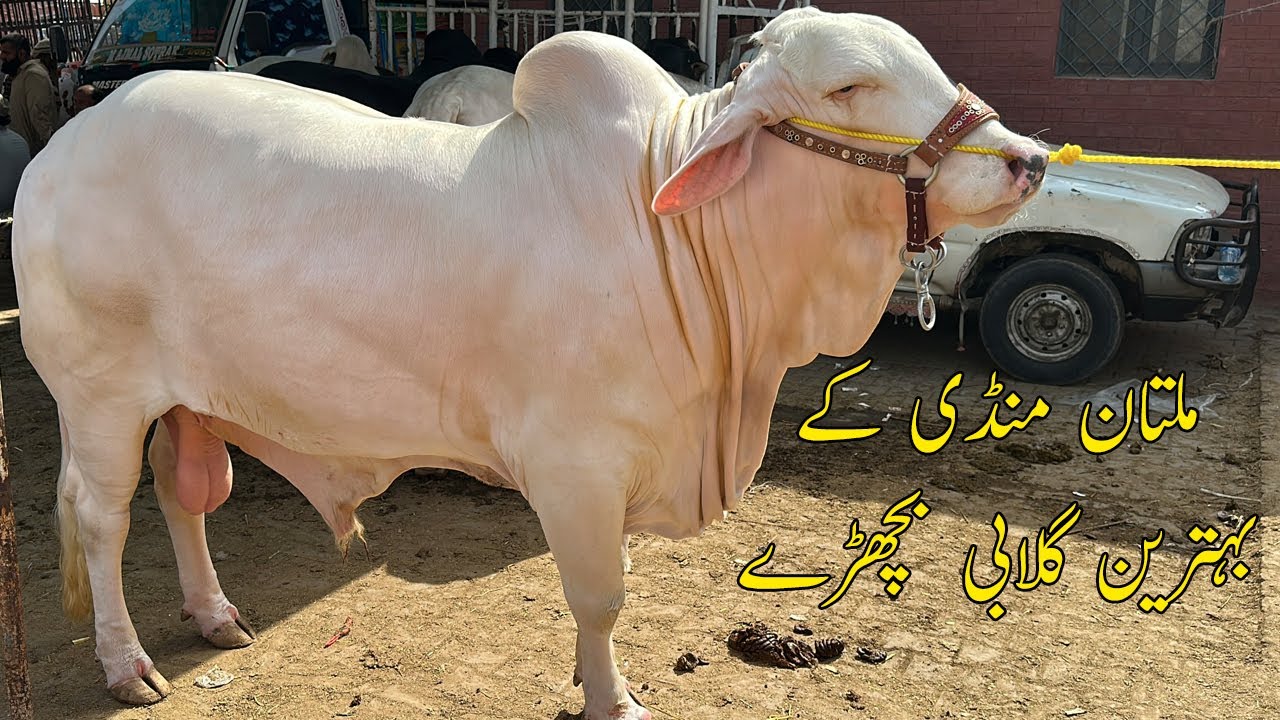 Peshawar Say Aye Bhai Nay 8 Lakh Laga Diye Lekin Beopari Nay Nai Diya 
