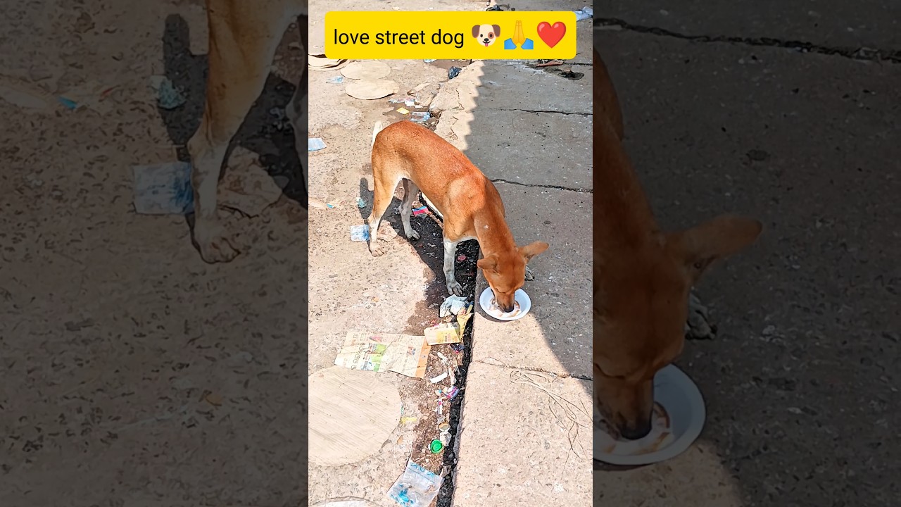 love street dog 🐶❤️🙏 #shorts #trending #ytshorts #cute #love #dog