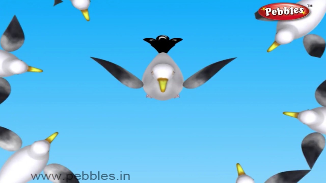 Seagull Bird Nursery Rhyme | Bird Rhymes | Nursery Rhymes For Kids | Nursery Rhymes 3D Animation
