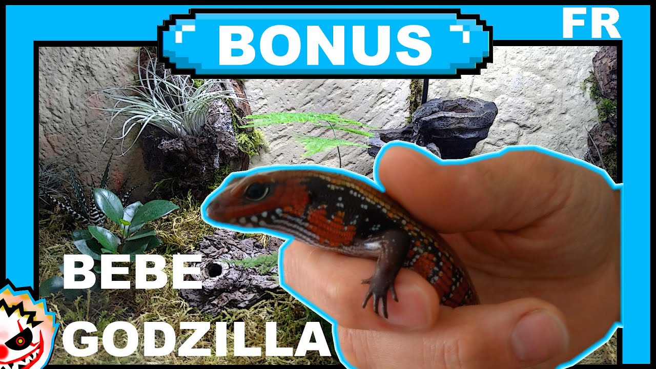 UNBOXING bébés GODZILLA !! les Scinques de Feu !