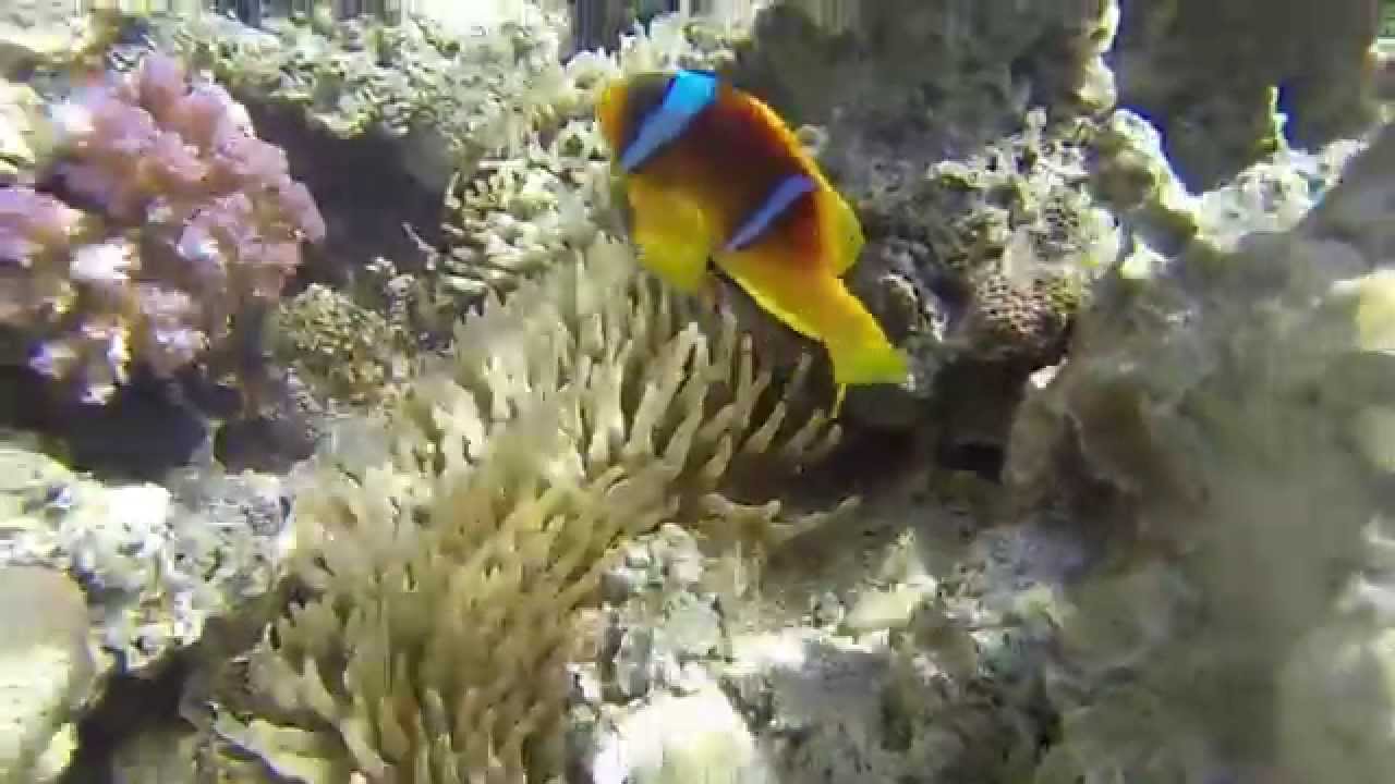 Sharm El Sheikh - Vörös tenger, KerékpárGuru szemmel...GoPro 720HD