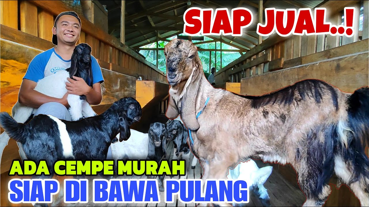 ADA HARGA KAMBING MURAH SIAP JUAL❗DATANG LANGSUNG PILIH & BAWA PULANG