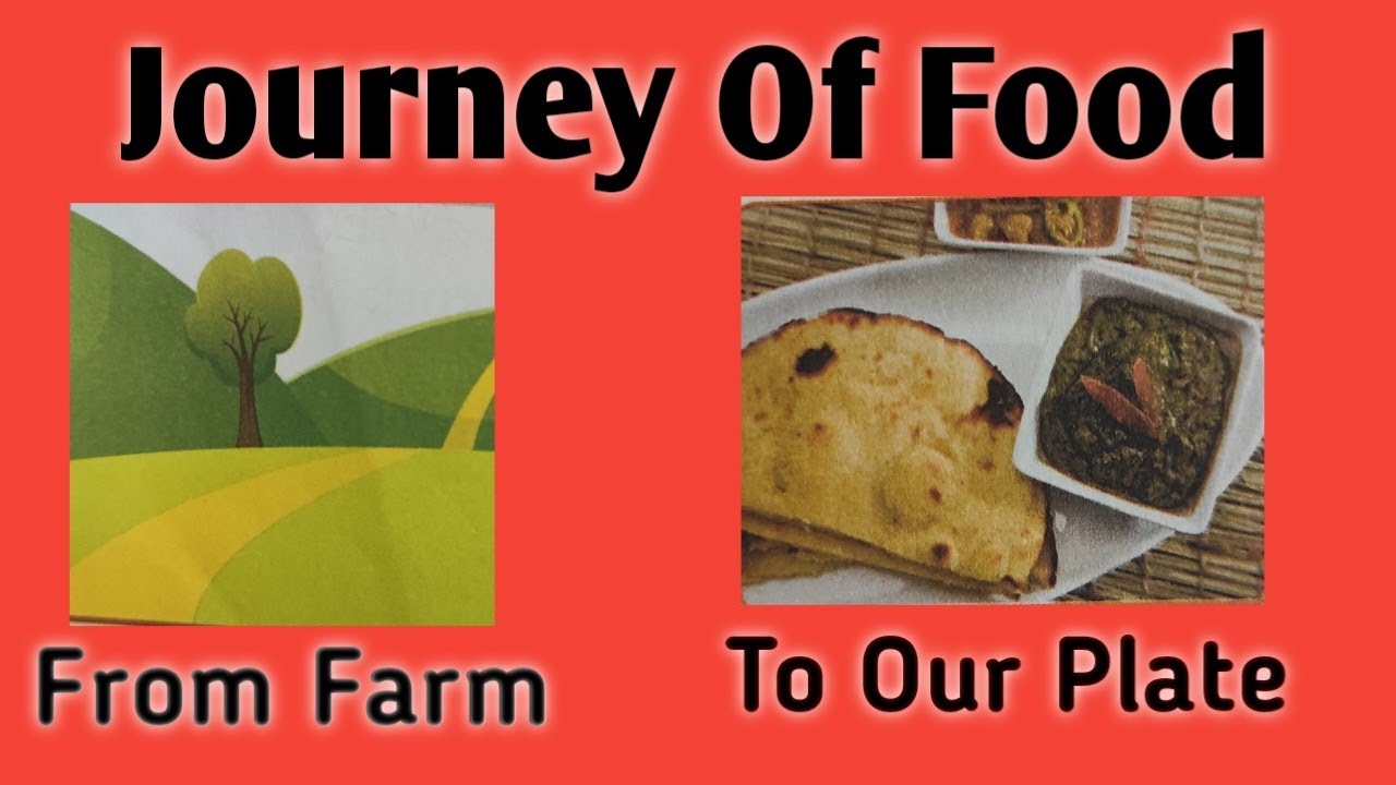 Journey Of Food | How Food Comes From Farm To Our Plate | How Do We Get Our Food