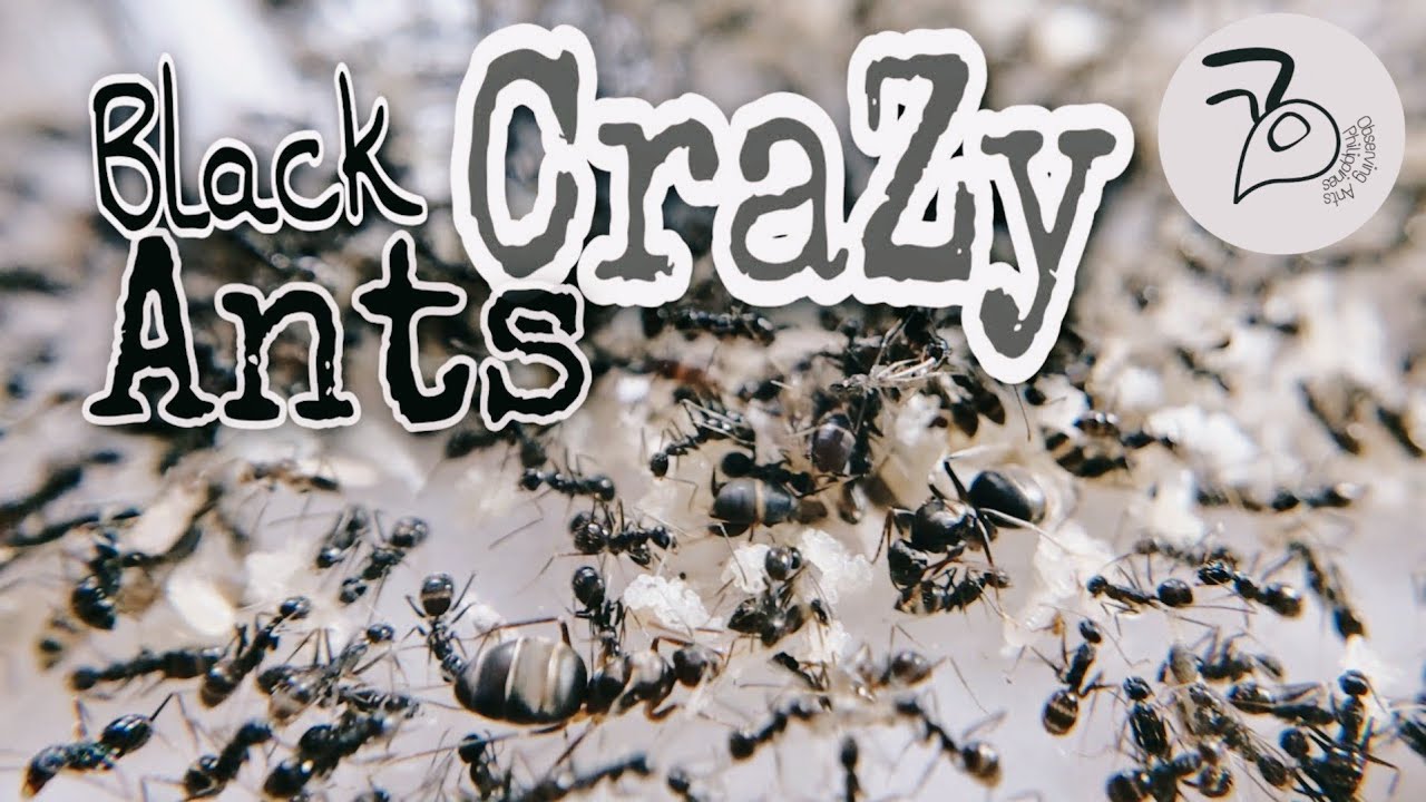 Meet the BLACK CRAZY ANTS (Paratrechina longicornis) │ Pest or Neighbors?