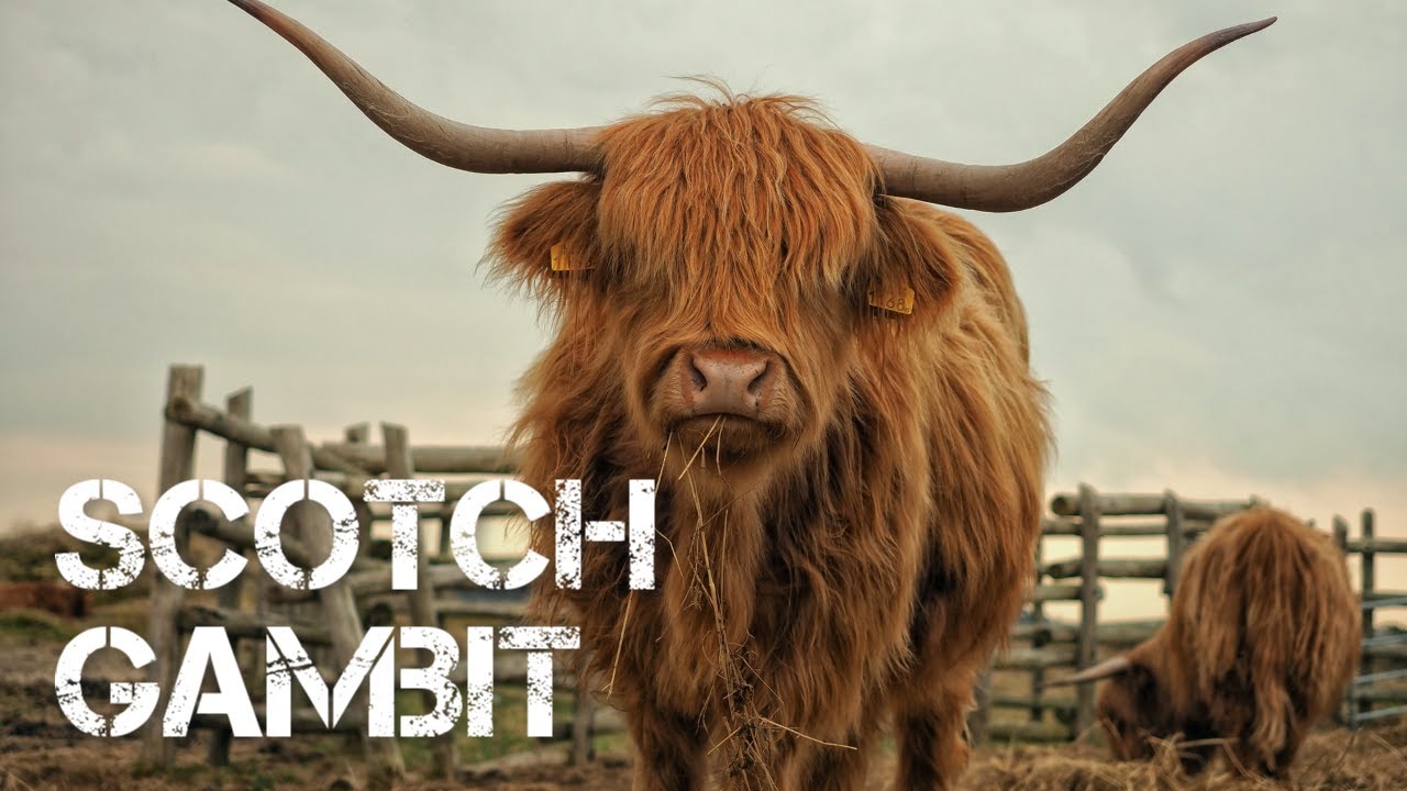 Scotch Gambit: A quick introduction to an aggressive chess opening for white