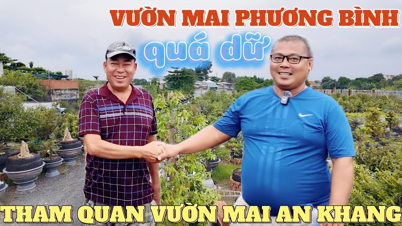 Phương Bình tham quan xem dàn tứ quý cực lớn nhiều phôi mai vàng khủng ở vườn mai An Khang nổi tiếng