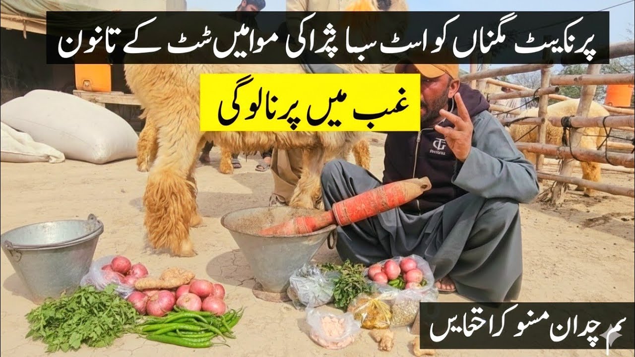 جانور وزن نہ کریں یہ مصالحہ بنا کے دیں وزن بھی کریں گے خوراک بھی شوق سے کھائیں گے 😯
