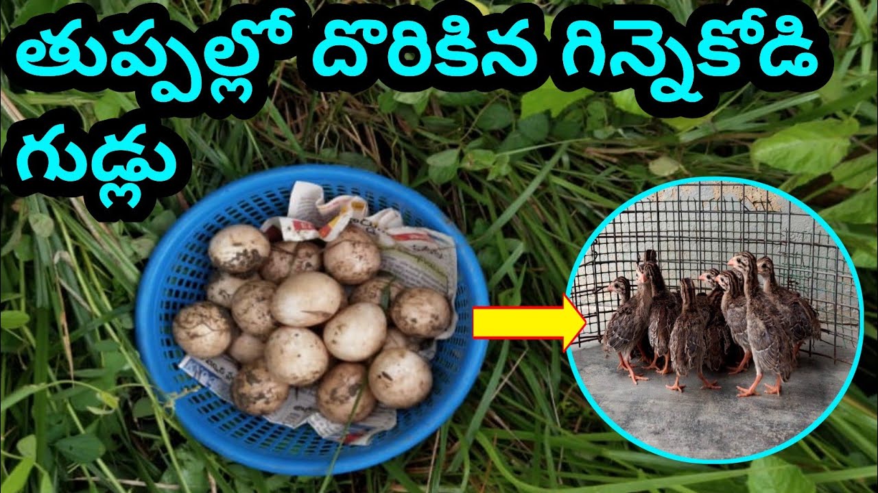 Guineafowl eggs finding and hatching | @youngfarmeratoztelugu