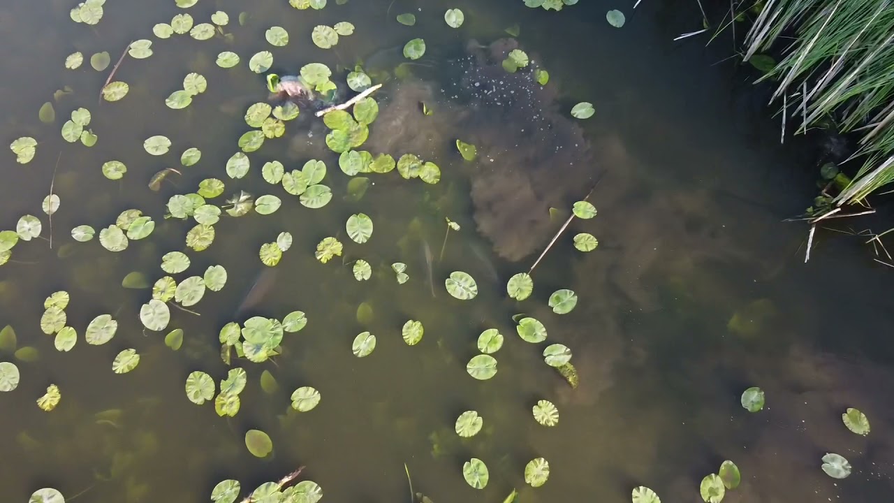 Dji marvic mini 2 carp spotting and onotjer vis / brasem karper spotten en brasem en paai lelies