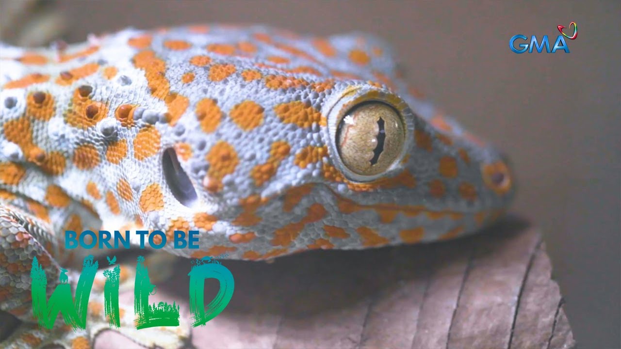 Noisy geckos in Olutanga, Zamboanga Sibugay | Born to be Wild