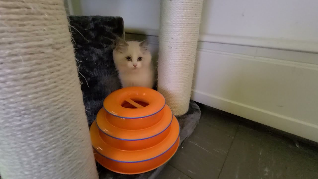 cappy plays with toy