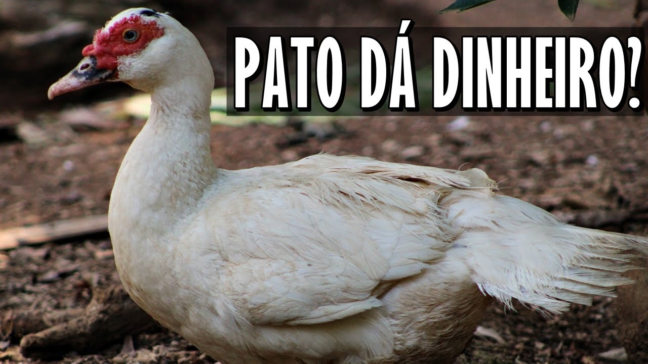 COMO LUCRAR COM PATOS? SAIBA NESSE VÍDEO
