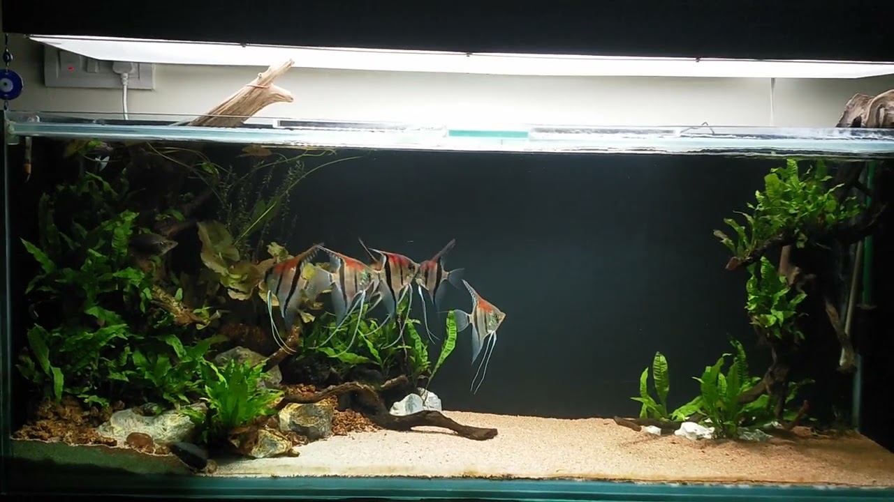 Rio Manacapuru Angelfish#😍