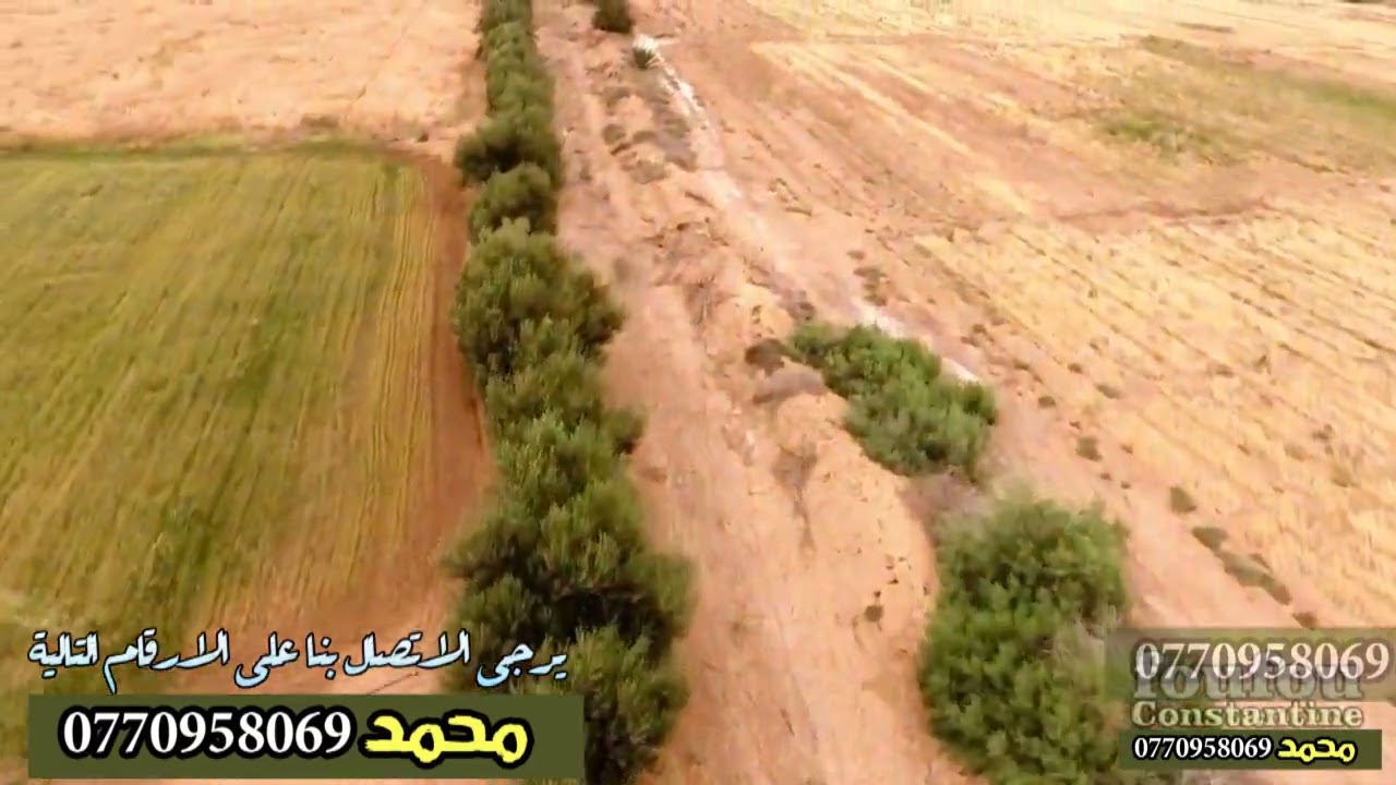 Biskra land for sale قطعة ارض فلاحية للبيع في بسكرة
