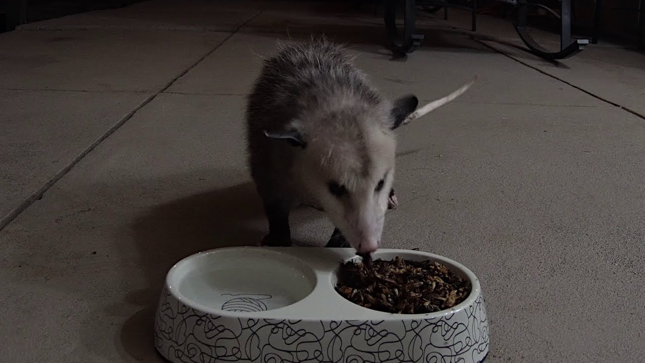 Possums Eat Crickets