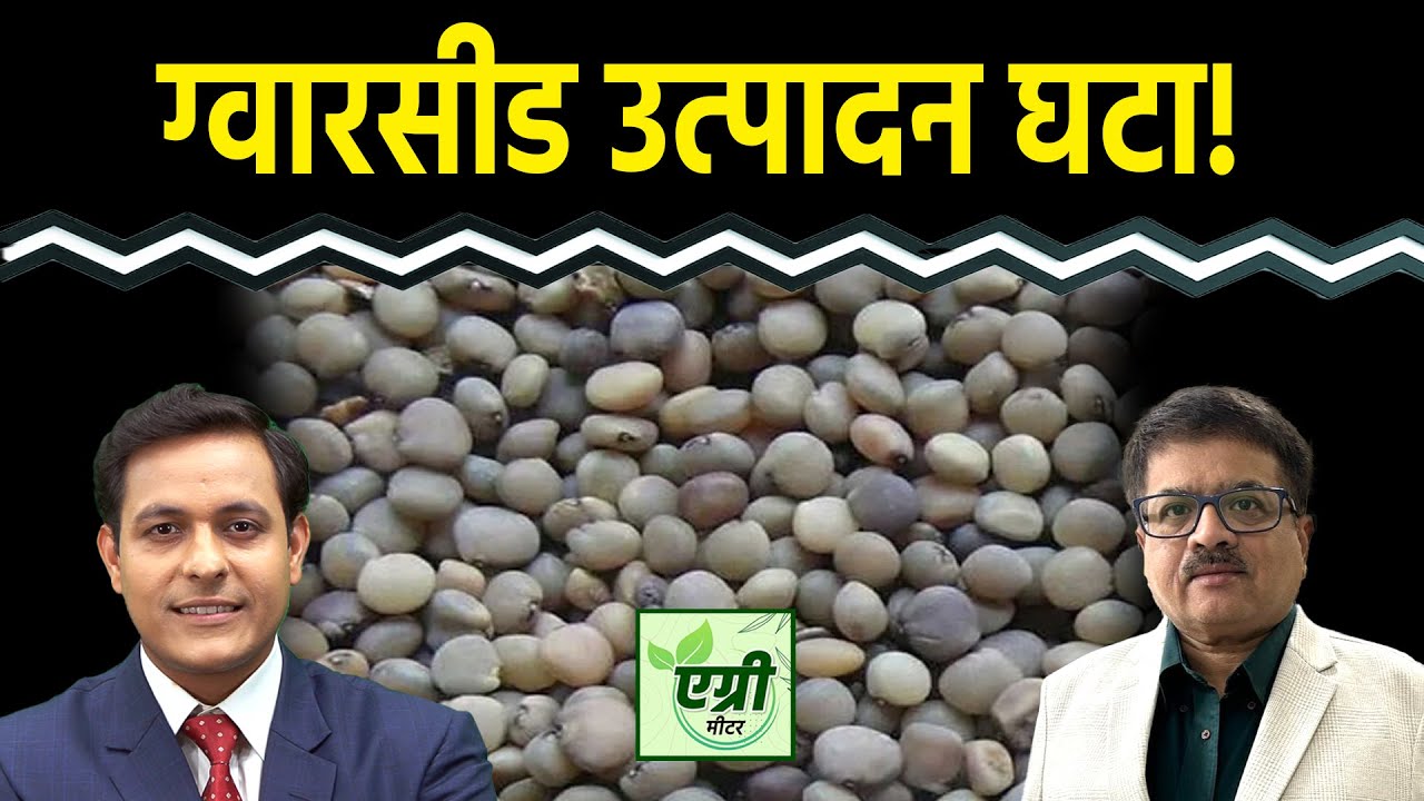 Commodity Market : Guarseed, Guargum में क्या हो रणनीति? Agri Commodity | Trading