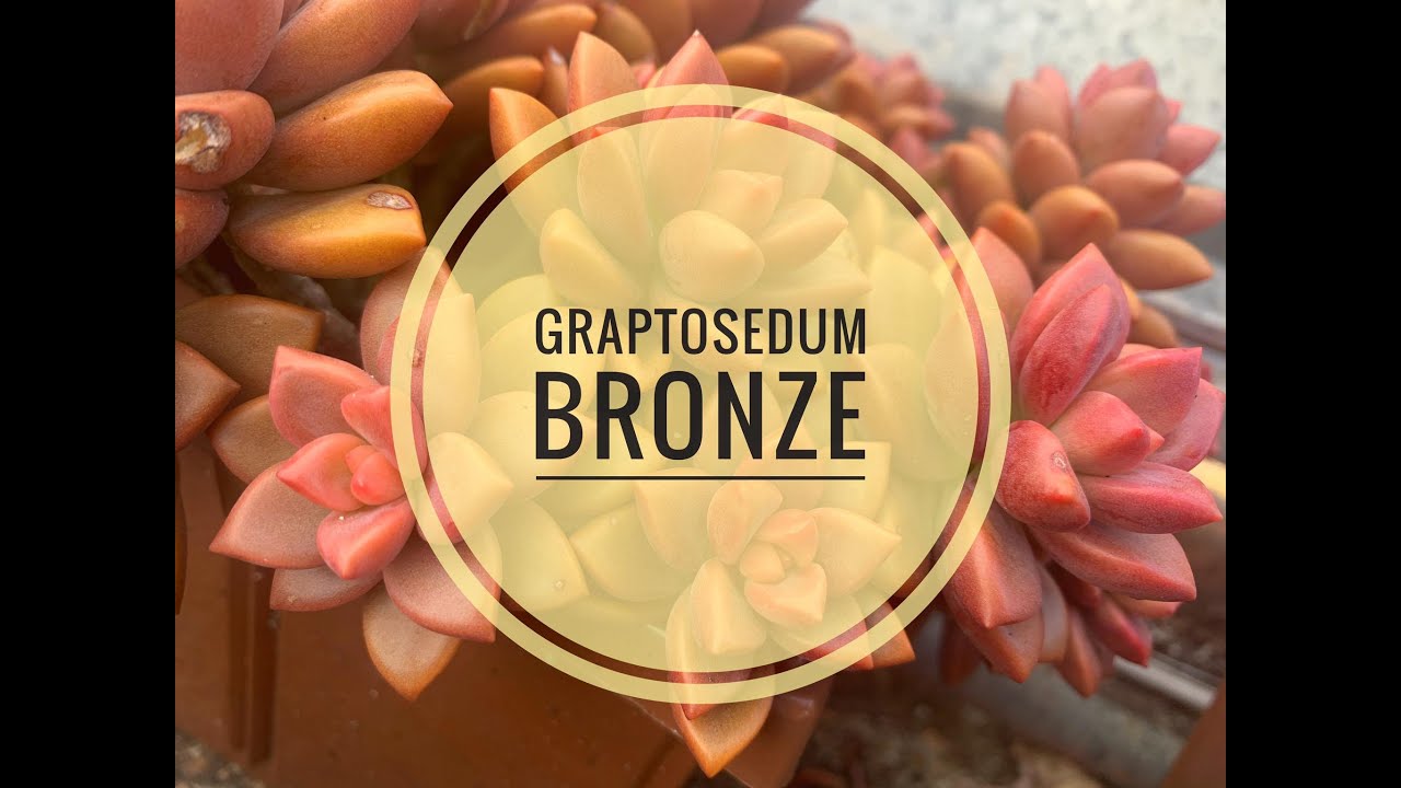 Mi primera suculenta: Graptosedum Bronze