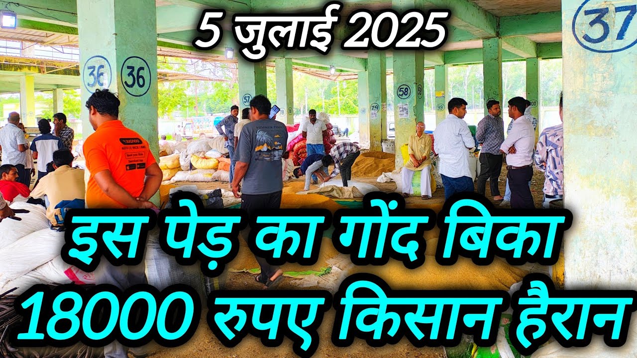 इस किसान के एक दिन की कमाई 50000 हजार रुपए 🤯🤯 ।। औषधि मंडी नीमच ।। Neemuch Mandi Bhav