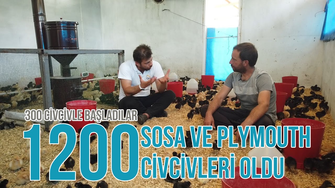 NASIL BAŞARDI? (300 Civcivle Başladılar, 1200 Sosa ve Plymouth Civcivleri Oldu) - Kanatlı Alemi