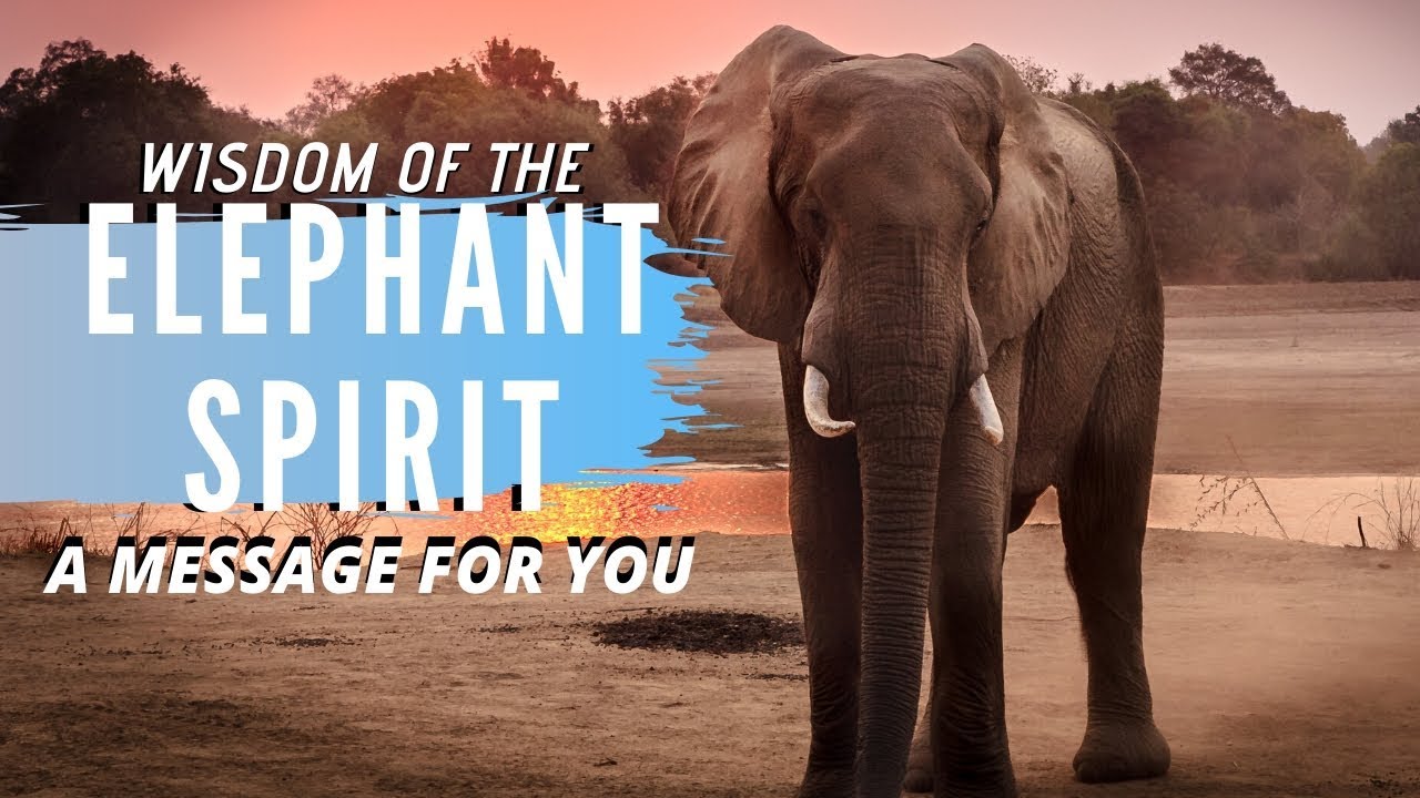 🐘ELEPHANT SPIRITUAL MEANING, A MESSAGE FOR YOU #elephantspirit #elephanttotem #channeling