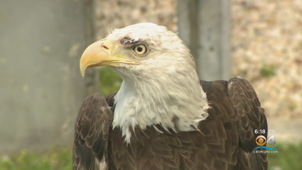 South Florida's Bald Eagles Ron, Rita, Great Example Of Efforts To Save Endangered Species