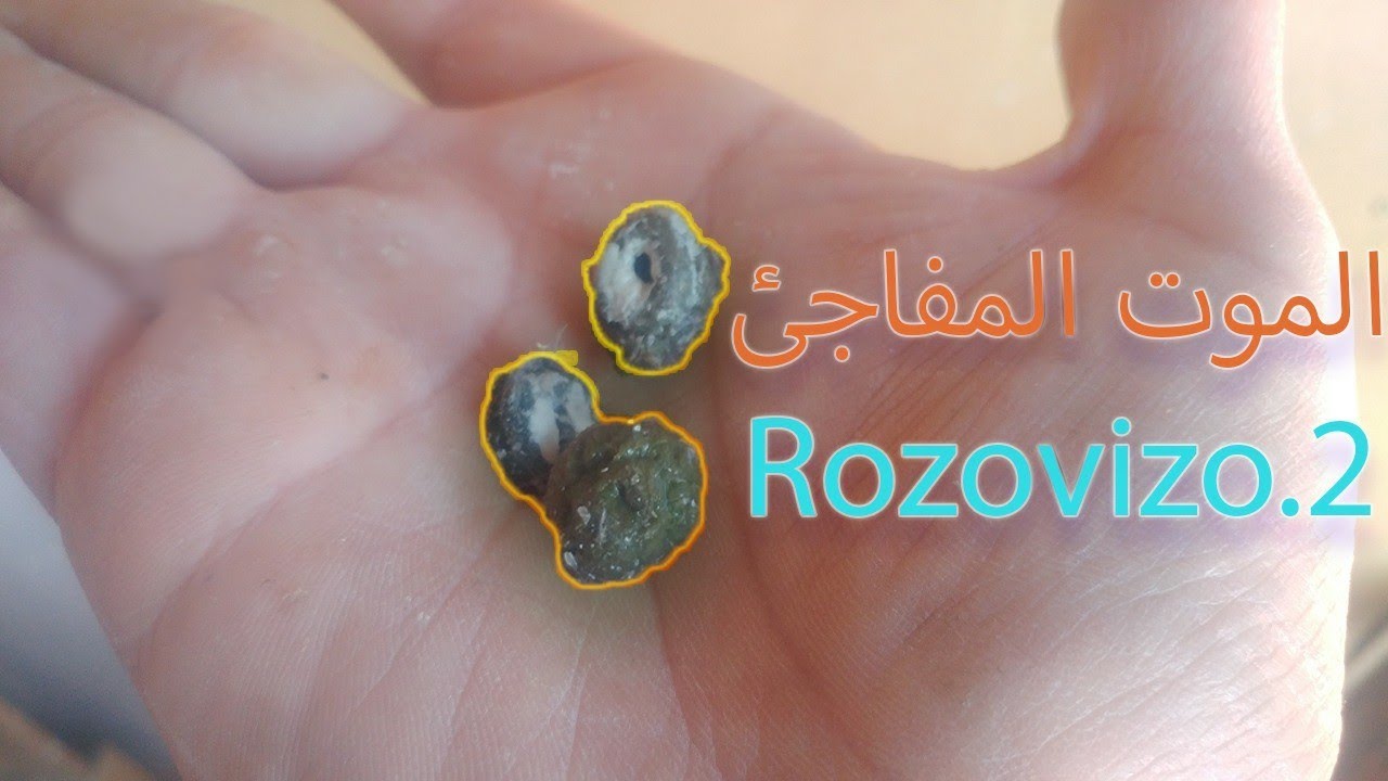 الموت المفاجئ التريكيمونوز trichomose عند الحمام وصفة طبيعية للحمام      ROZOVIZO 2