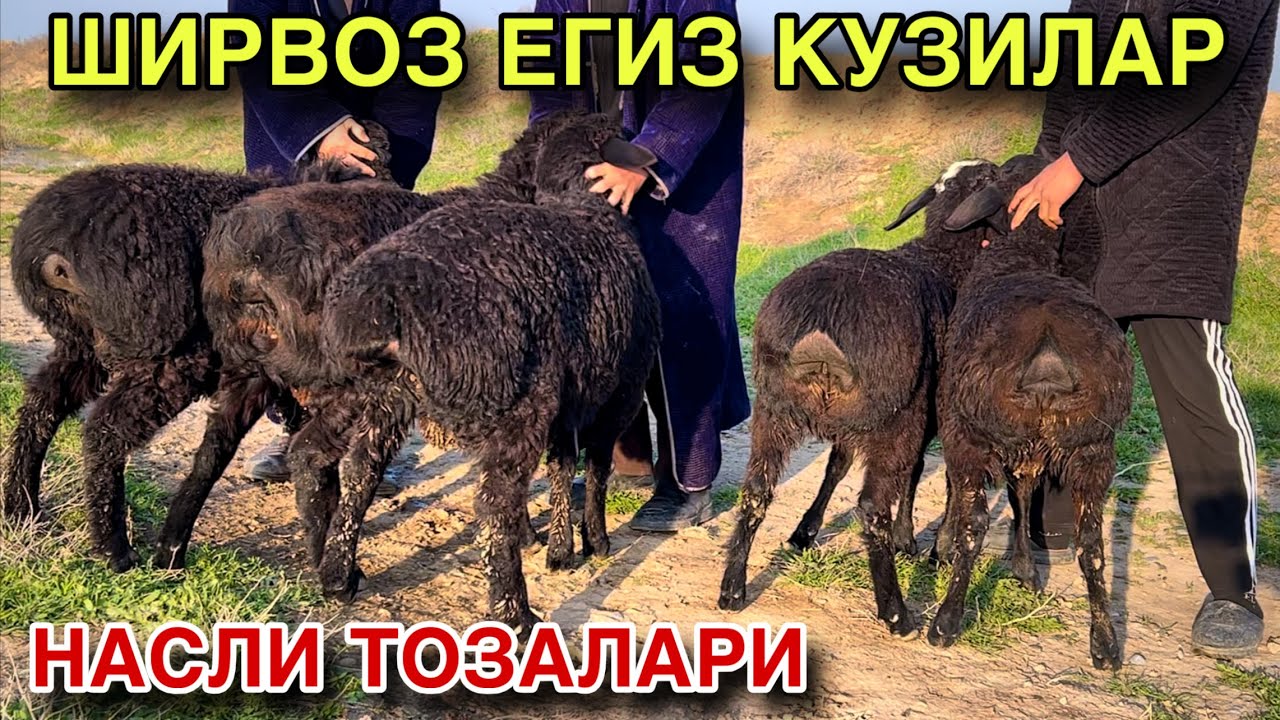 СУТГА ТУЙГАН КУЗИЛАР! ☎️+998 33 974 3535 