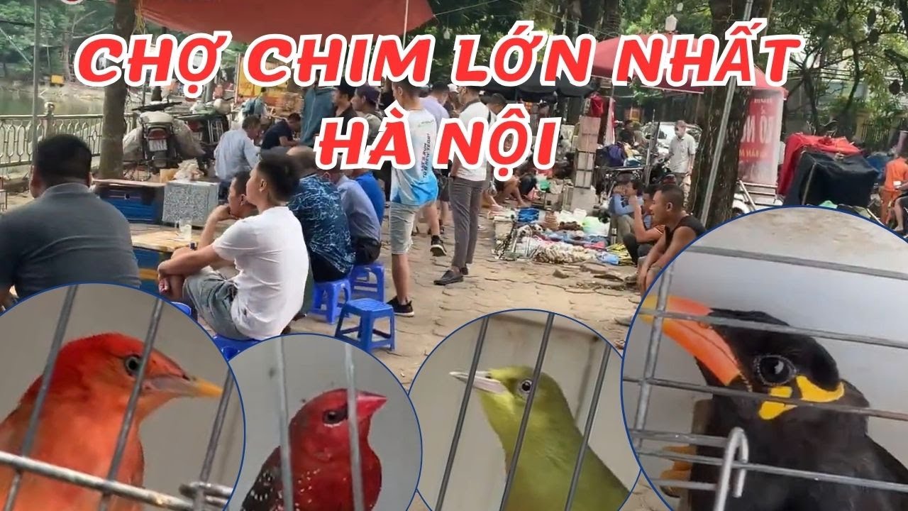Chợ chim cảnh lớn nhất Hà Nội/ The largest ornamental bird market in Hanoi/Cuộc sống ven đô