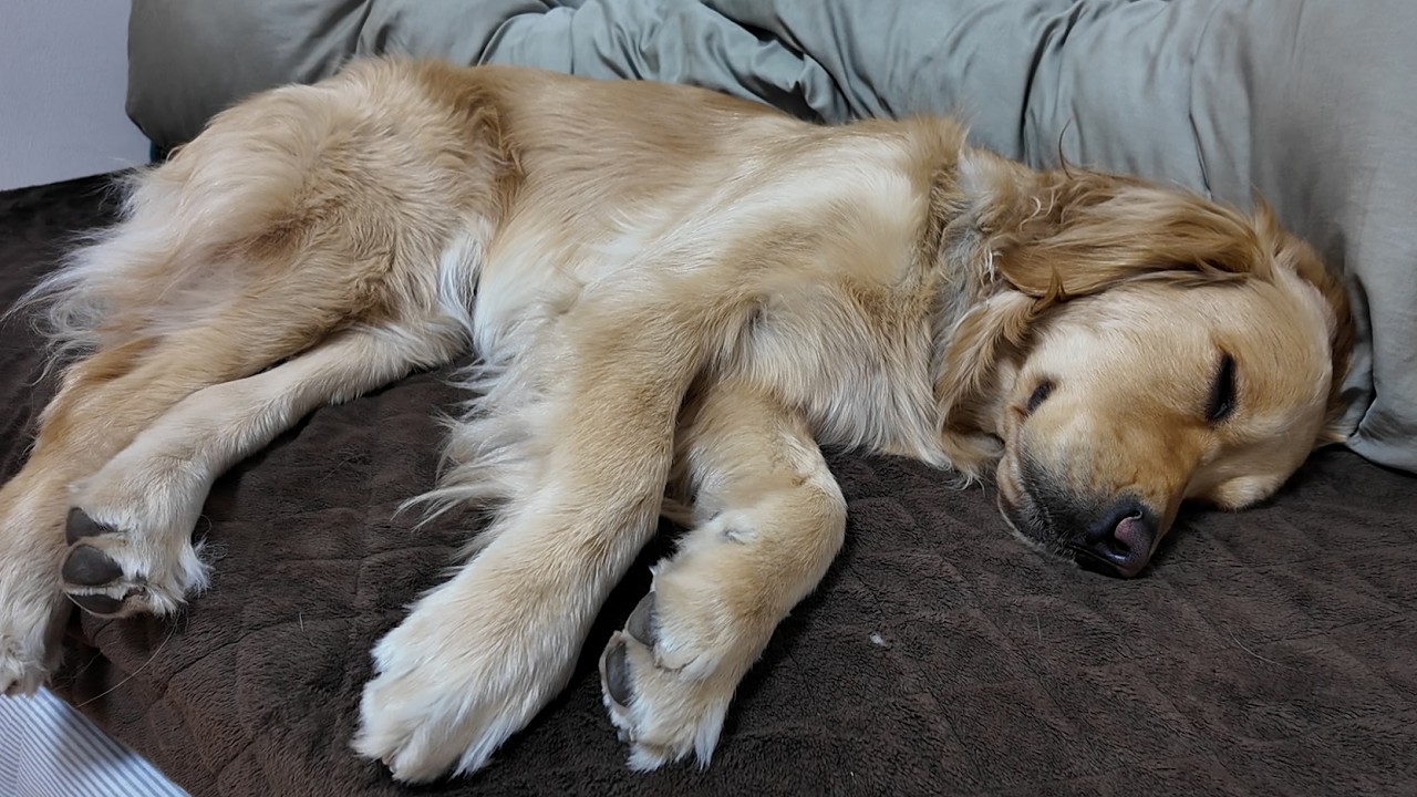 実はあの命日の夜。二人はこうして過ごしていたんです。【Golden Retriever japan】