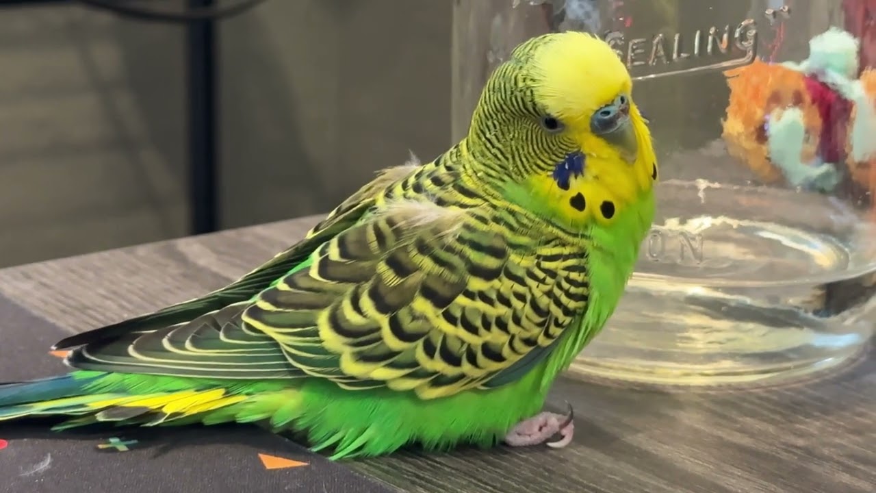 10 years of Kiwi the parakeet: in memoriam ~🕊💚💛~