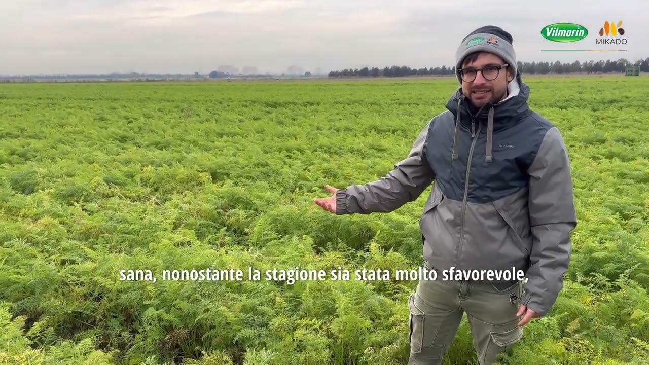 La carota Orchestro F1  di Vilmorin-Mikado nell'areale di Mesola
