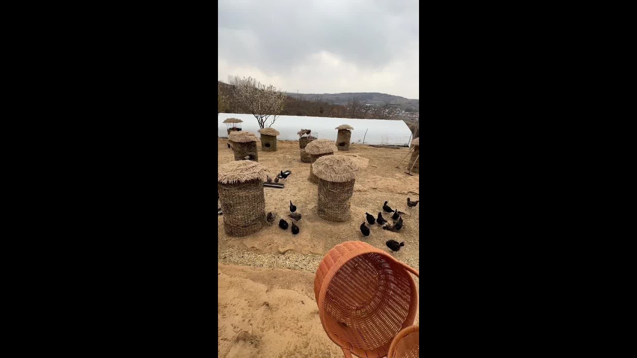 主号每个单日晚上七点上架鸡蛋 但是很难抢 十天后新的一批鸡下的蛋就可以上架了#农村散养土鸡 #农场日记 #记录真实生活 #新农人 #无抗养殖