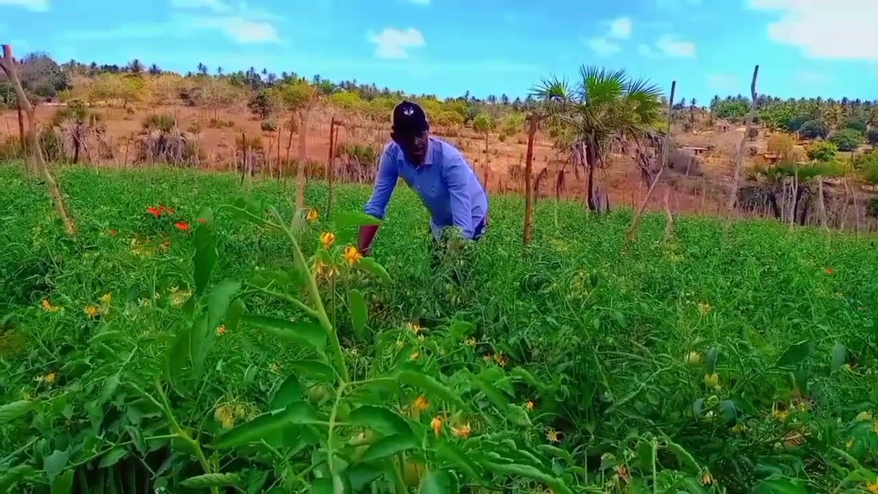 Mtaalamu  kutoka SUA akielezea changamoto kubwa katika kilimo cha nyanya ukanda wa Pwani.