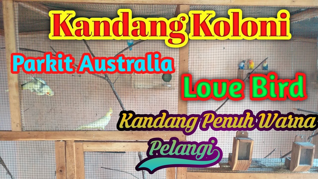 Kandang Koloni Lovebird dan Parkit Australia / Falk