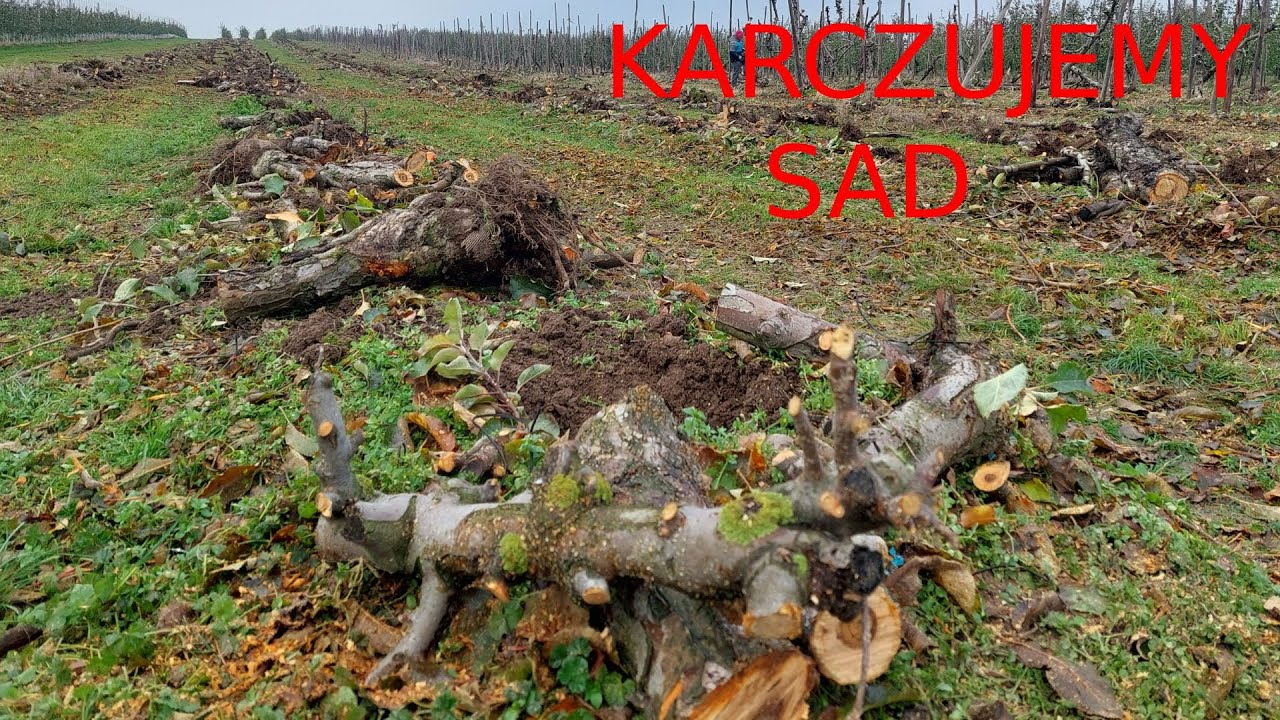Karczujemy sad - przygotowanie kwatery pod nowe nasadzenia - zgrana ekipa