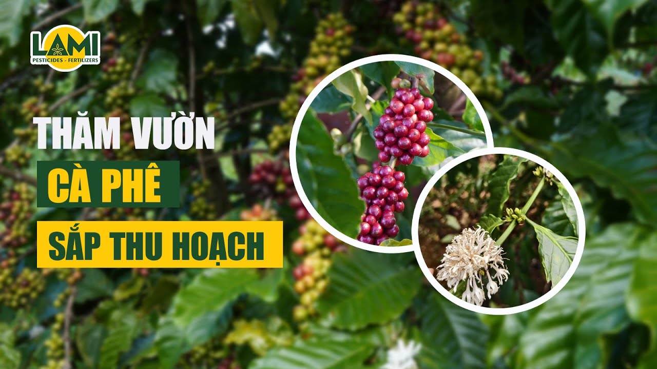 THĂM VƯỜN CÀ PHÊ SẮP THU HOẠCH: TRÁI CHÍN ĐẾN ĐÂU? KIỂM TRA SÂU BỆNH VÀ NĂNG SUẤT