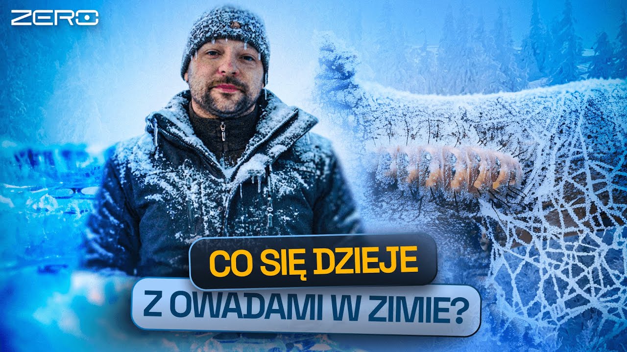 SEKRETY PRZETRWANIA OWADÓW PODCZAS MROZÓW I GATUNEK ZERO