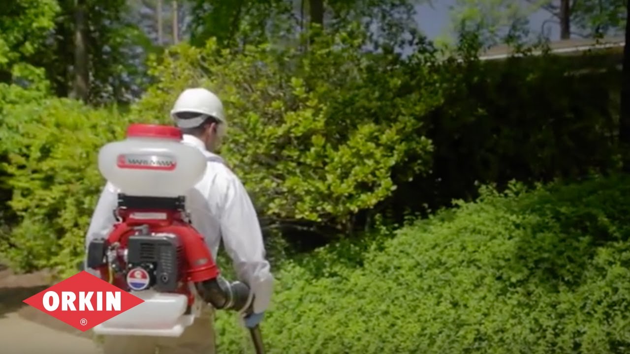 Soluciones personalizadas para el control de mosquitos | Orkin