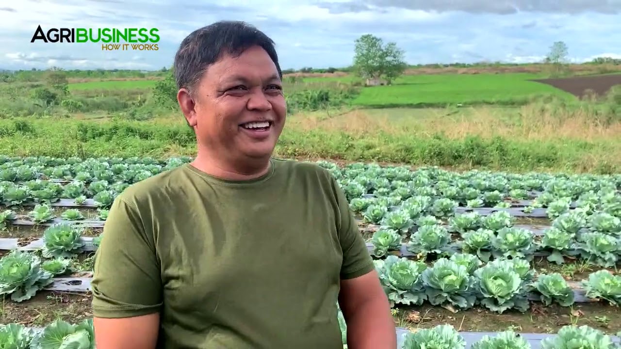 Cabbage Farming sa Bulacan? Kikita ng 150K sa 1,250 SQM lang