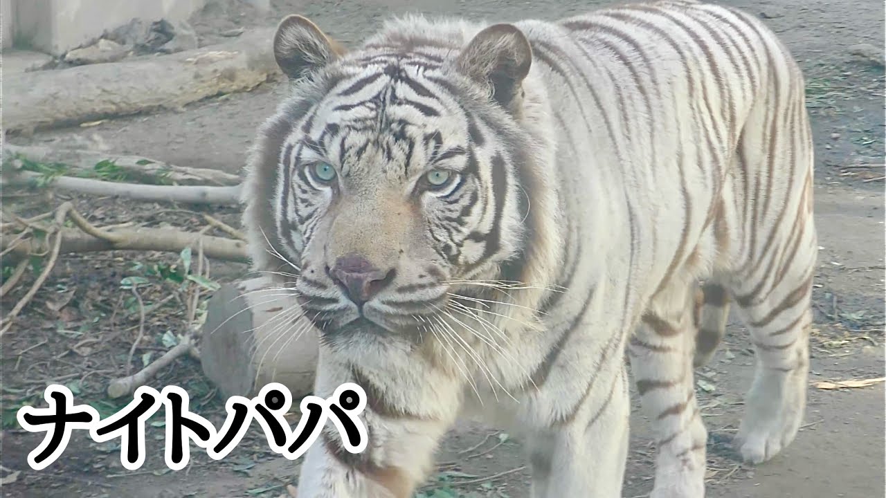 シロップママとツキシグ　ナイトパパが気になるのかな【伊豆アニマルキングダム】Knight Syrup Tsuki Shigure Izu Animal Kingdom 