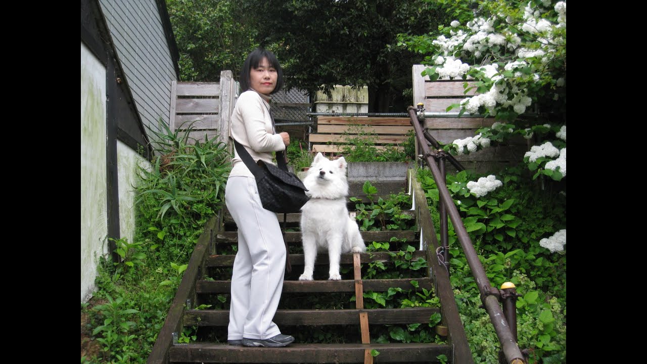 サモエドのサラ、西伊豆旅行（2008年5月）