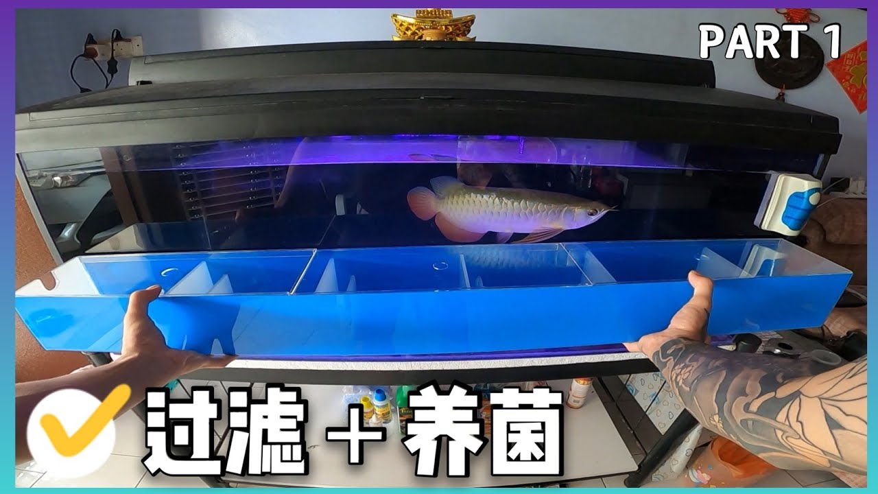 龙鱼缸//加强过滤 / 养菌石 #VLOG PART 1