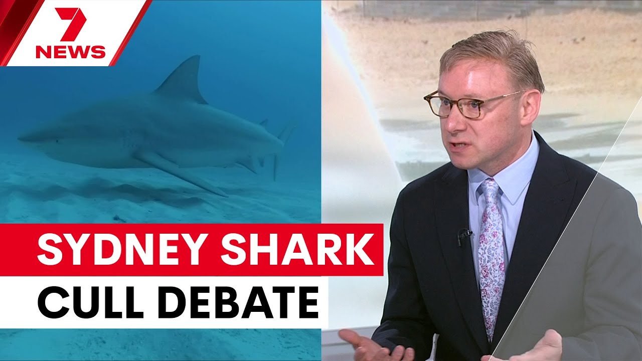 'Culling doesn't work': Expert's blunt message after horror shark attacks in Sydney | 7NEWS