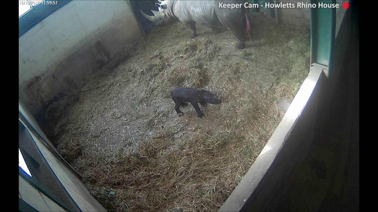 A baby rhino's first moments at Howletts!