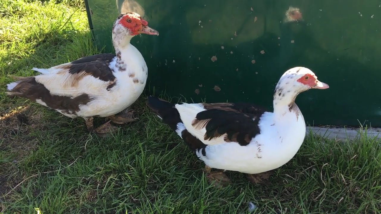 Have only 1 male Muscovy Duck